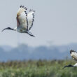 Ibis sacrés en Grand Brière